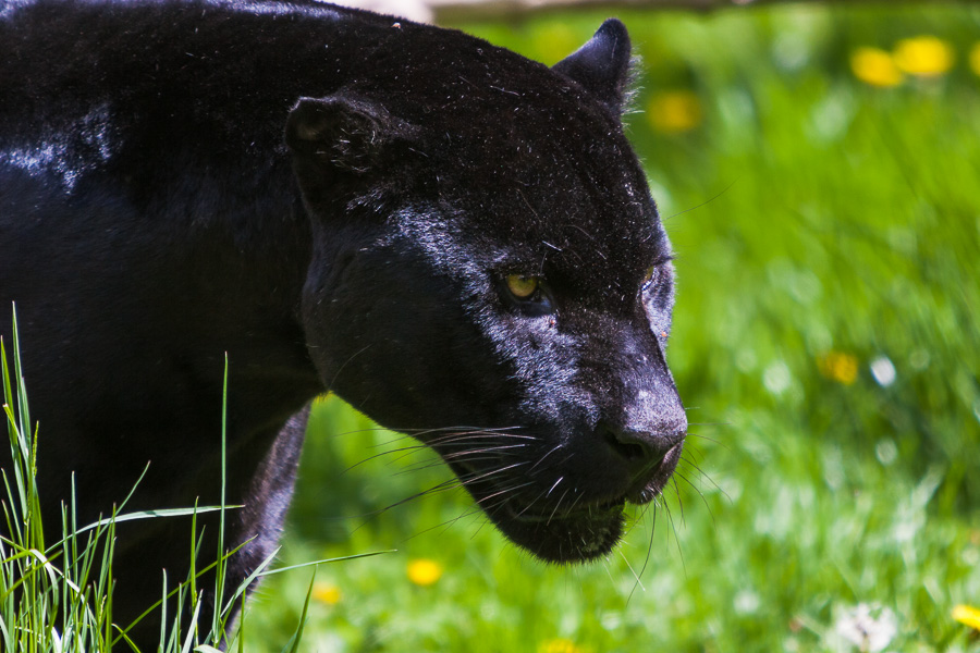 Schwarzer Panther