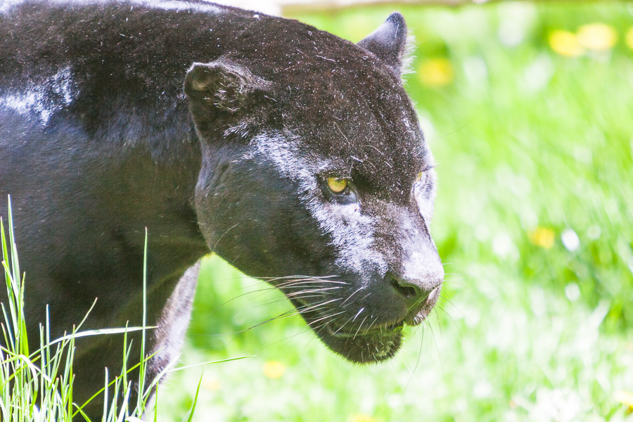 Schwarzer Panther