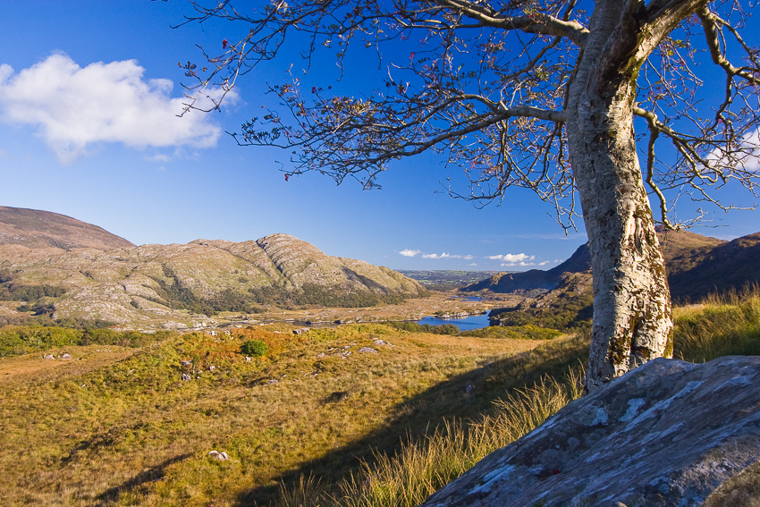 Baum am Ladies View, Irland