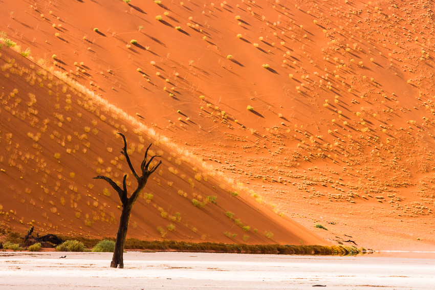 Toter Baum in der Wüste, Namibia
