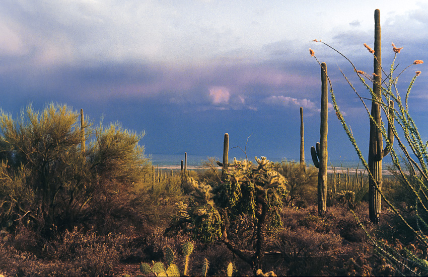 Saguaro Kakteen nahe Tucson, Arizona