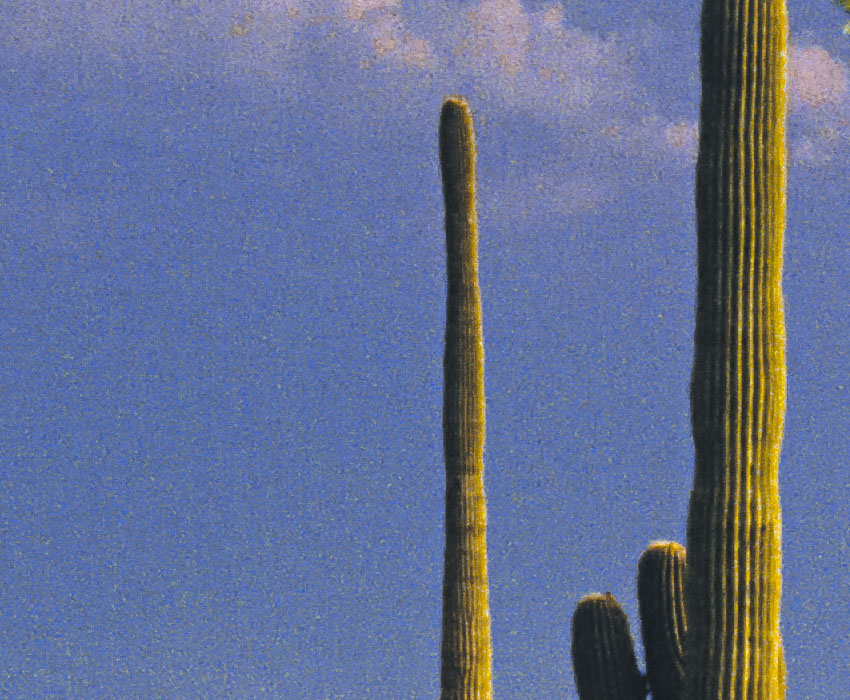 Ausschnitt Saguaro-Kakteen