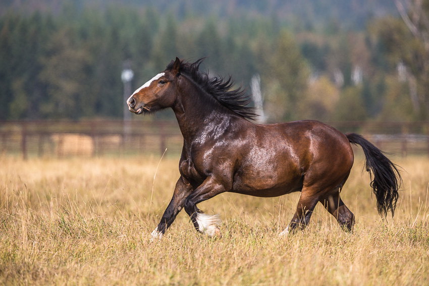 Pferd im Galopp