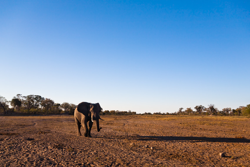 Afrikanischer Elefant (Loxodonta africana)