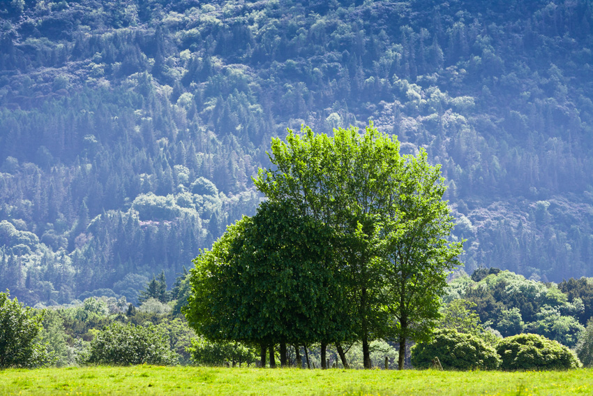 Bäume auf dem Muckross Estate, Killarney National Park, County Kerry, Ireland, Europe