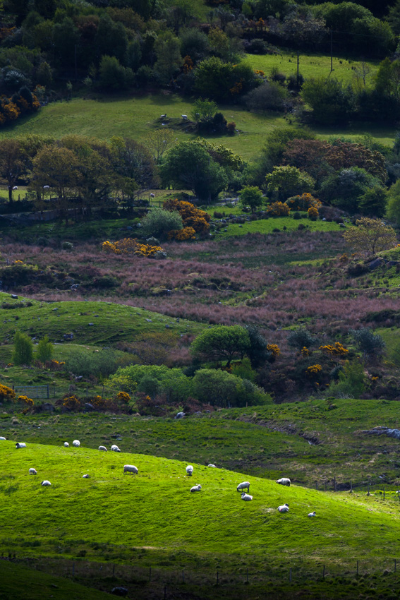 Grasende Schafe, Irland, Europe