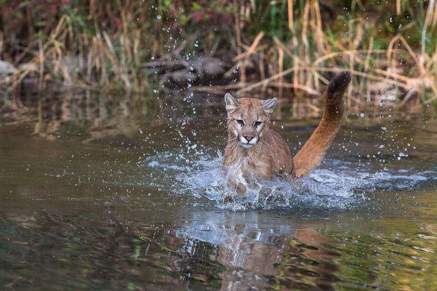 Puma