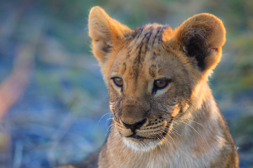 Lion baby Lion baby