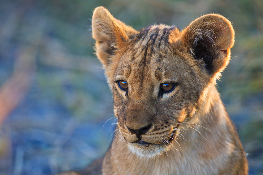 Lion baby Lion baby