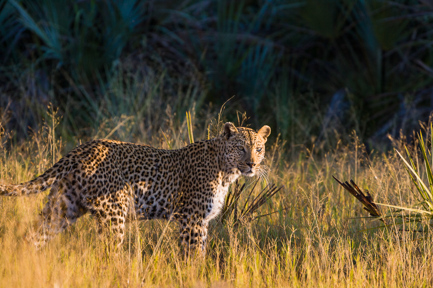 Leopard im Morgenlicht