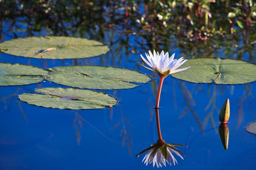 Blume im Okavango Delta