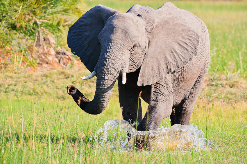 Elefant im Okavango Delta