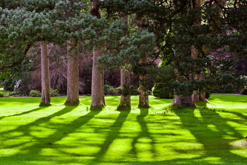 Bäume im Gegenlicht werfen interessante Schatten