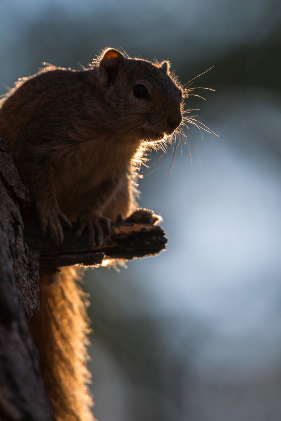 Eichhörnchen mit Lichtsaum