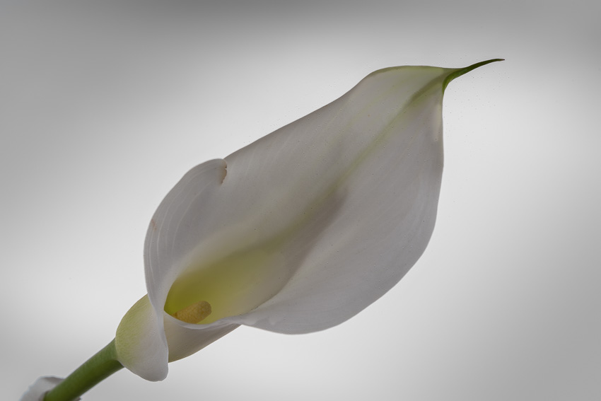 Zu dunkles Bild einer weißen Calla vor weißem Hintergrund