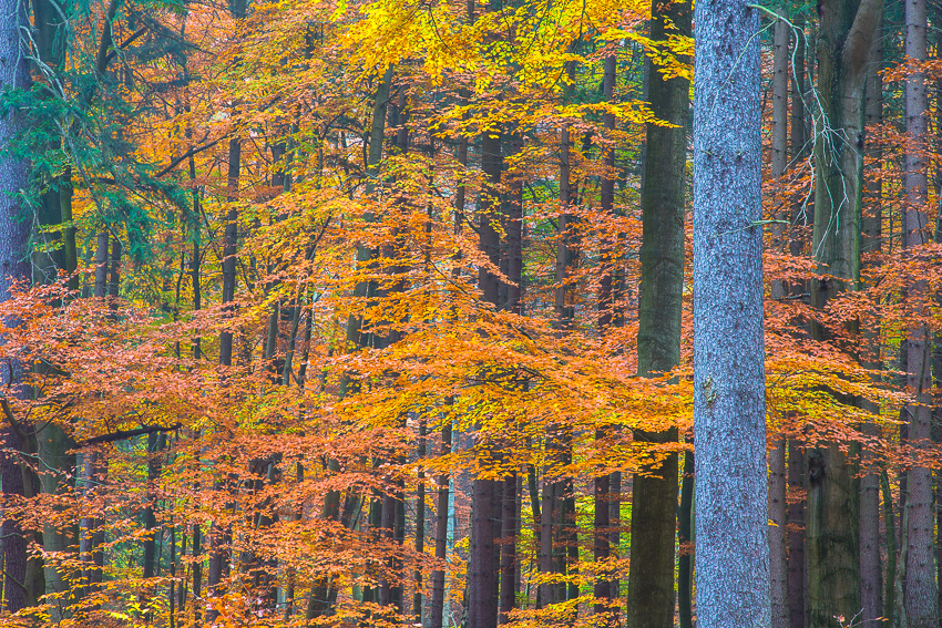 Herbstlaub Herbstlaub